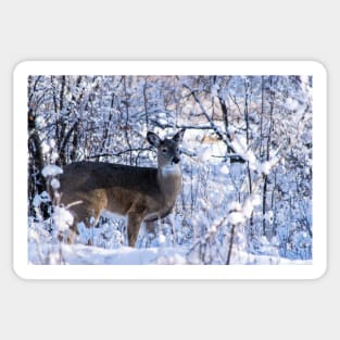 Young white-tailed deer Sticker